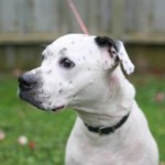 pet_2995_1-292x194