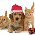 holiday-pets3