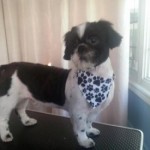 pet_2178_1-275x275