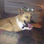pet_2200_1-275x275