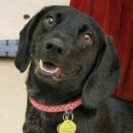pet_2212_1-275x275