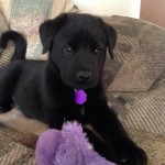 photos.petfinder-1
