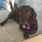 photos.petfinder-1