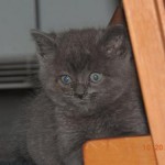 photos.petfinder