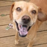 photos.petfinder-2