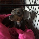 photos.petfinder-2