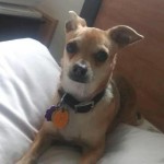 photos.petfinder
