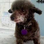 photos.petfinder