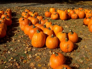pumpkin patch