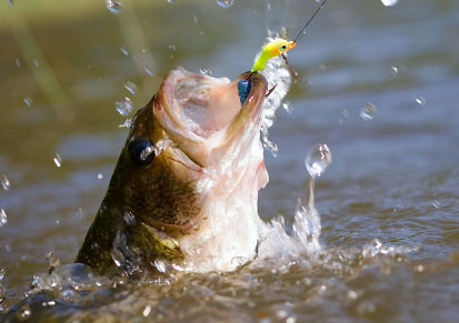 BASS
