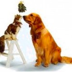 Dog-Cat-Under-Mistletoe