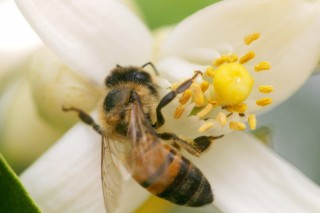 bee