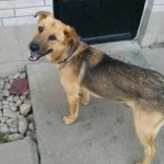 pet_2768_1-292x300