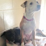two dogs wallaceburg