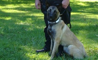 cops police cop k9 unit dog