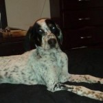 pet_2980_1-292x285