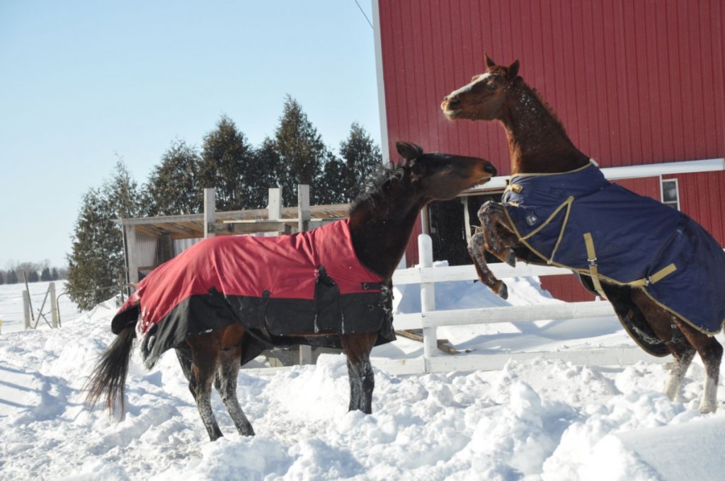 snow horse tupperville