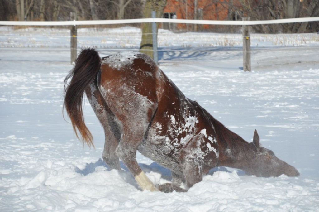 snow twerking tupperville