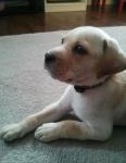 Molly