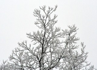 ice cold winter tree branches