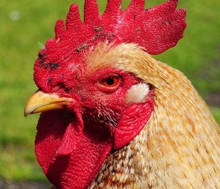 agriculture-animal-chicken-4196