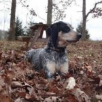 pet_3656_1-292x300