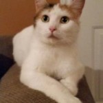 Marmalade