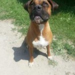 Buddy - Waiting for his furever home!