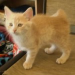 Simba