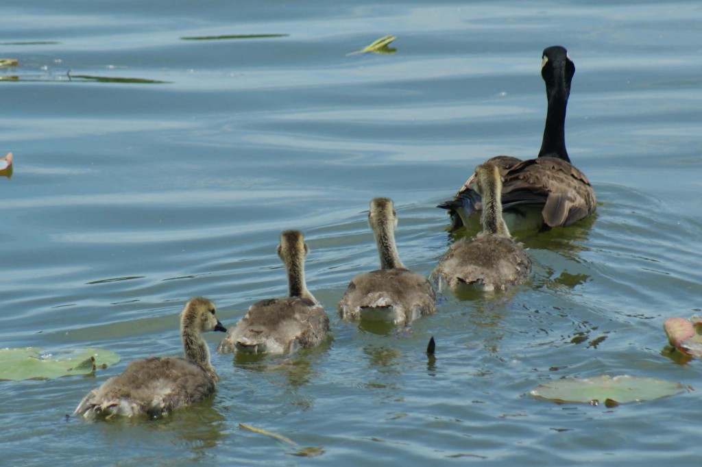 mother and baby ducks
