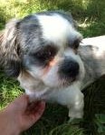 Dixie