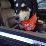 photos.petfinder