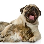 11181183_472085982953240_2406490663144252608_n