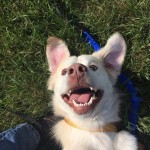 Today Falcor is certainly doing his best to be happy!