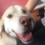 Finally clean and in foster care! A glimmer of hope in his eyes.