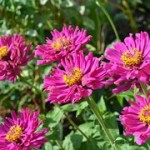 flower-110692__180