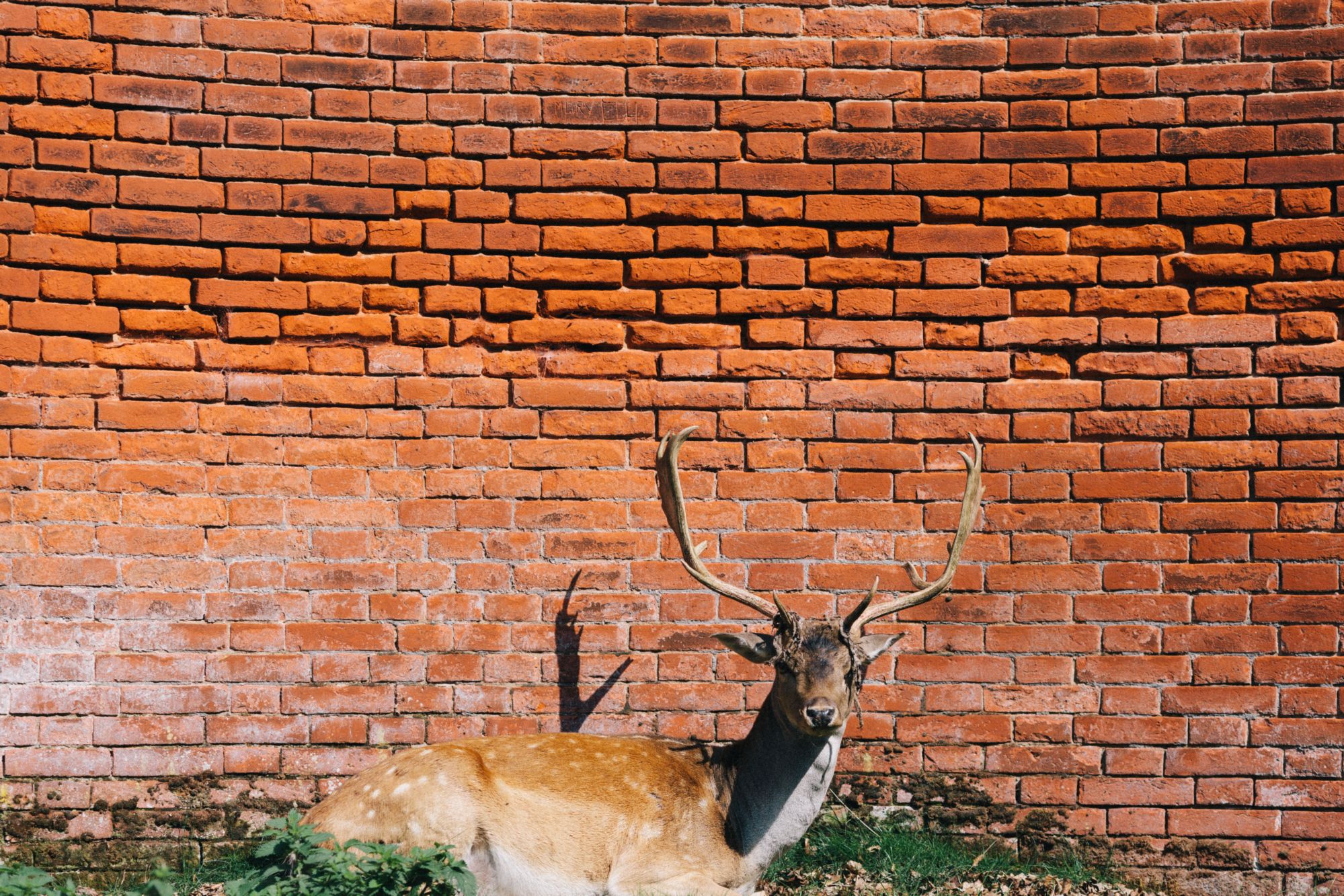 deer