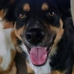 photos.petfinder-2