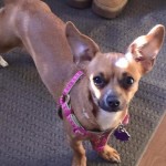 photos.petfinder-4