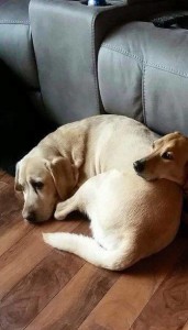 12391177_942247722497694_7129035103253108229_n (1)