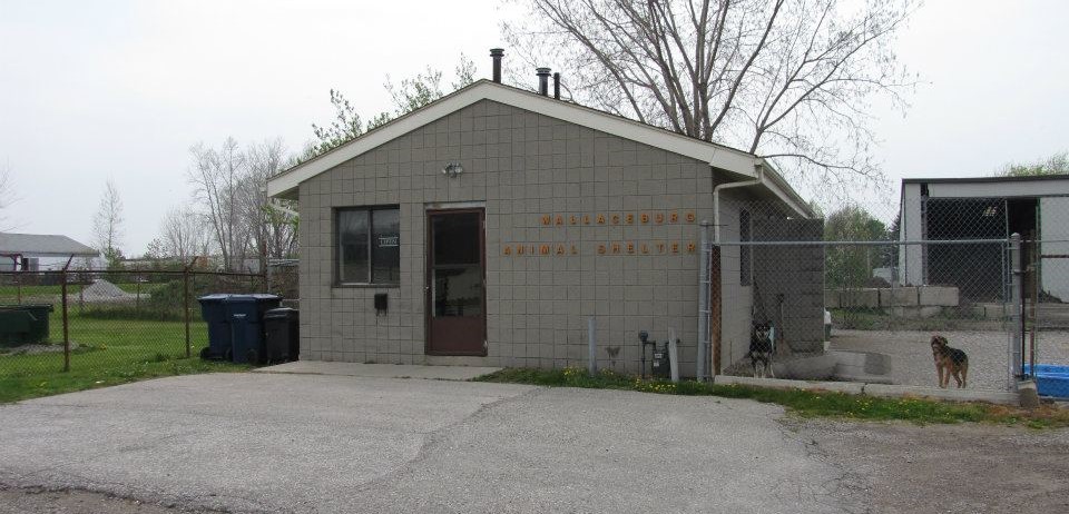 wallaceburg animal shelter