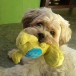 photos.petfinder-1