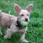 photos.petfinder