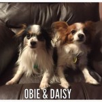 photos.petfinder-2
