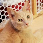 photos.petfinder-3