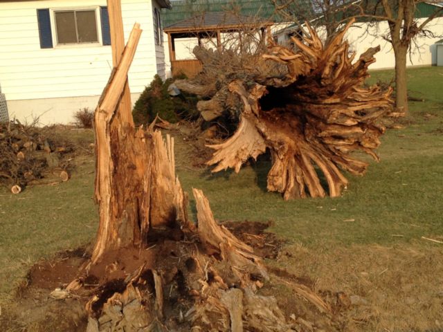 Storm downs power lines, uproots trees, see pics