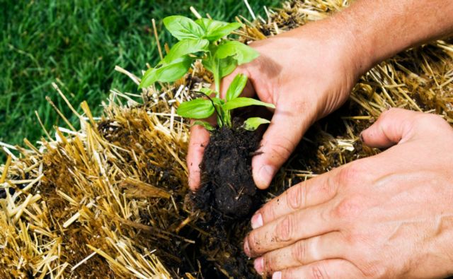 ‘Victory garden’ set to be planted outside Dresden