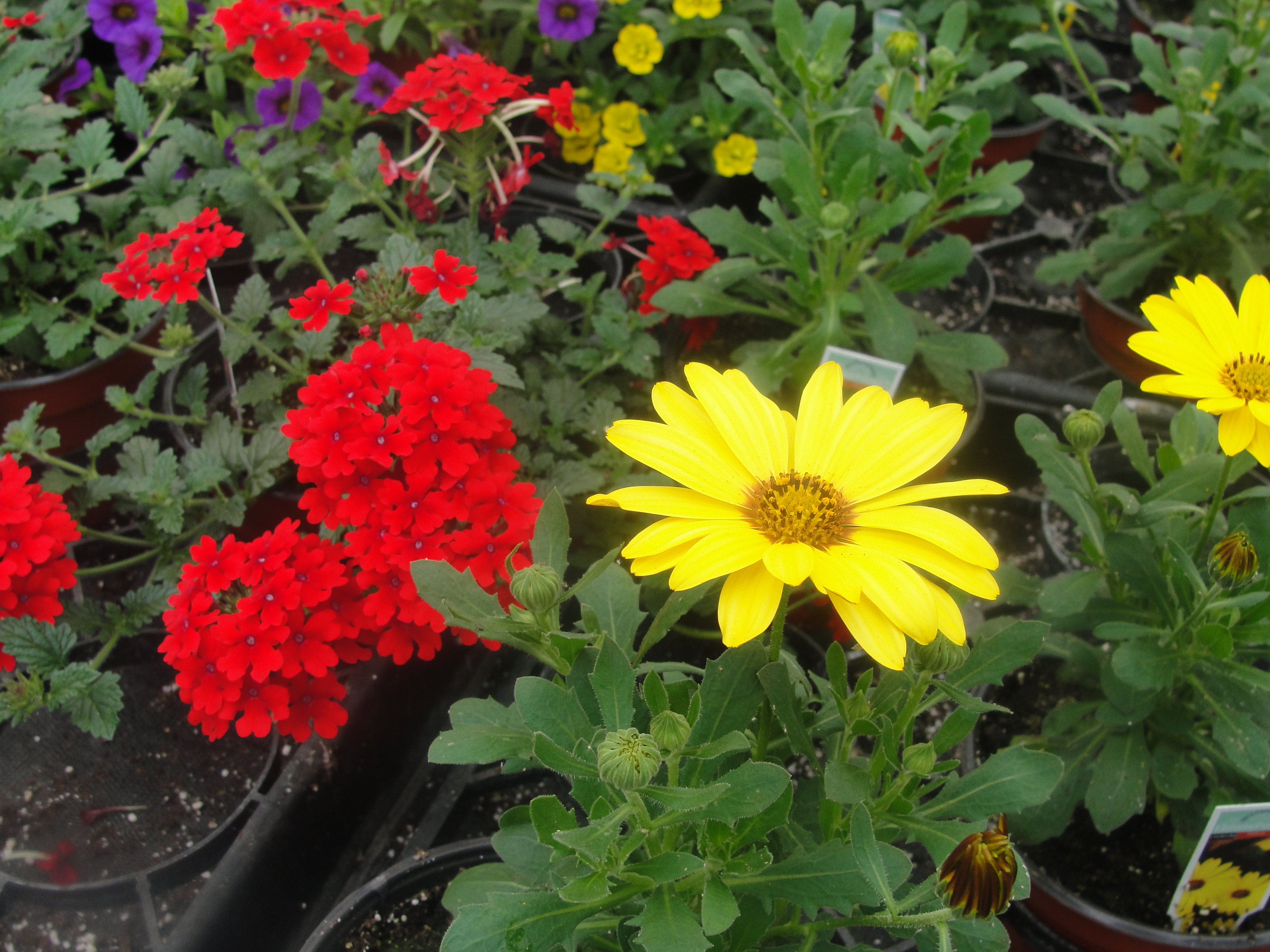 Organic Plants Low Prices!