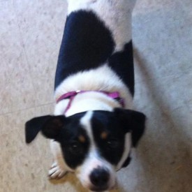 pet_3696_1-275x275