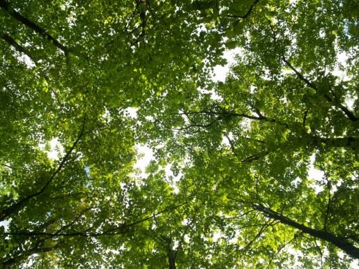 Natural heritage strategy project approved for C-K